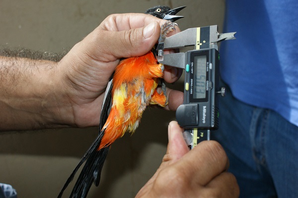 Operação Silvestres I Dentro